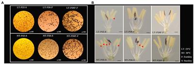 Combined analysis of transcriptome and metabolome reveals that sugar, lipid, and phenylpropane metabolism are essential for male fertility in temperature-induced male sterile rice